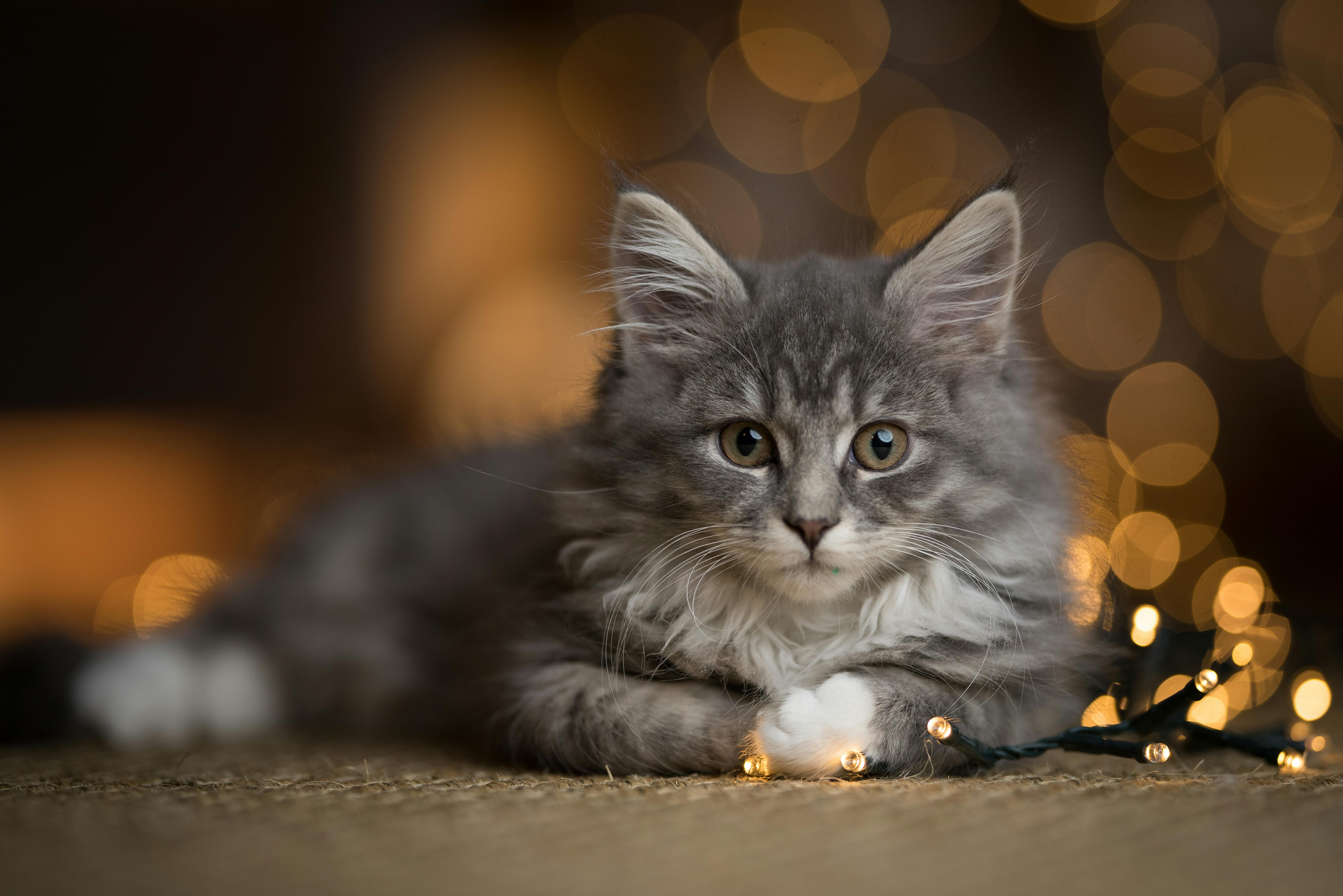 Många små lampor Katt ligger framför ljusslinga