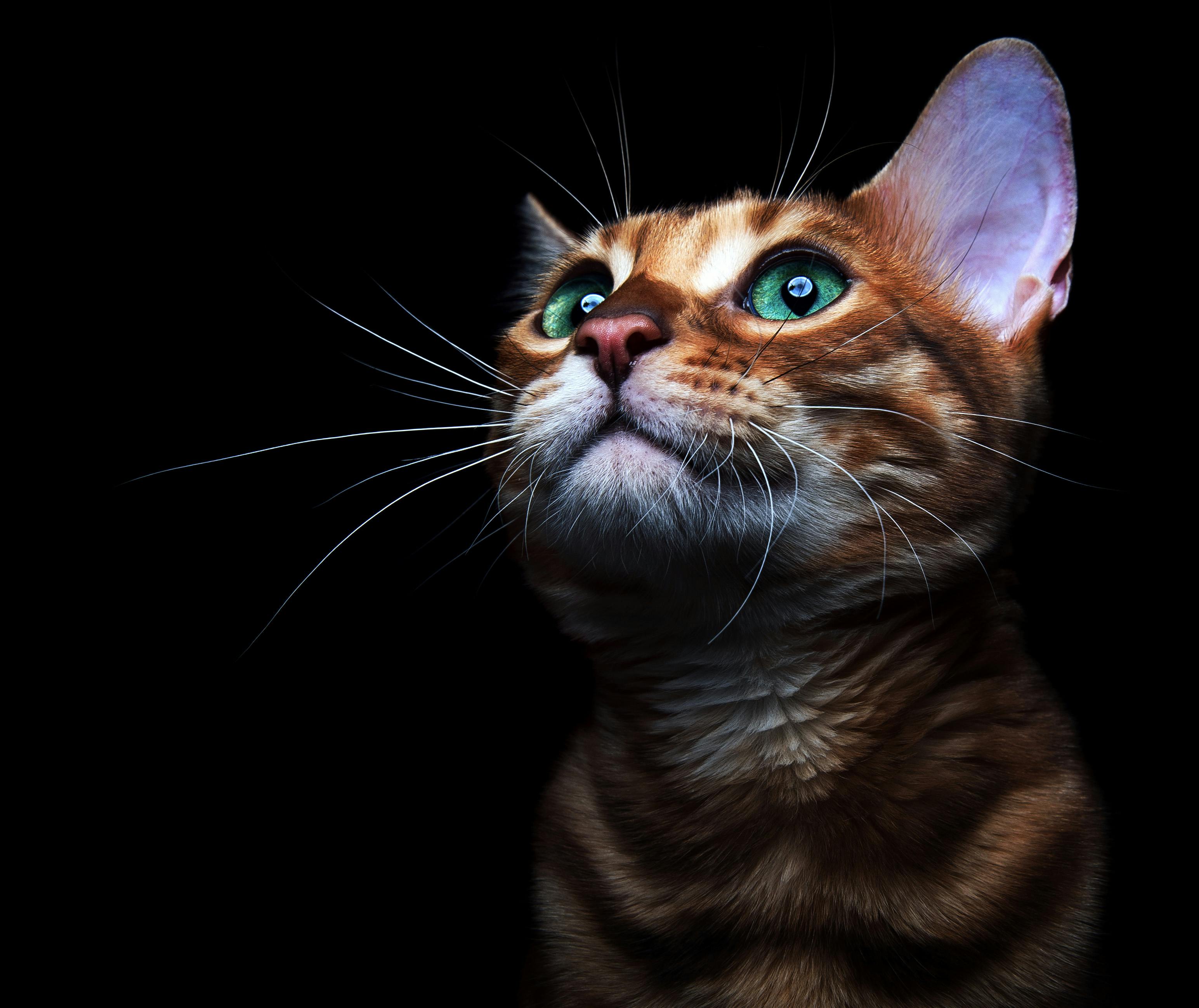 Katt