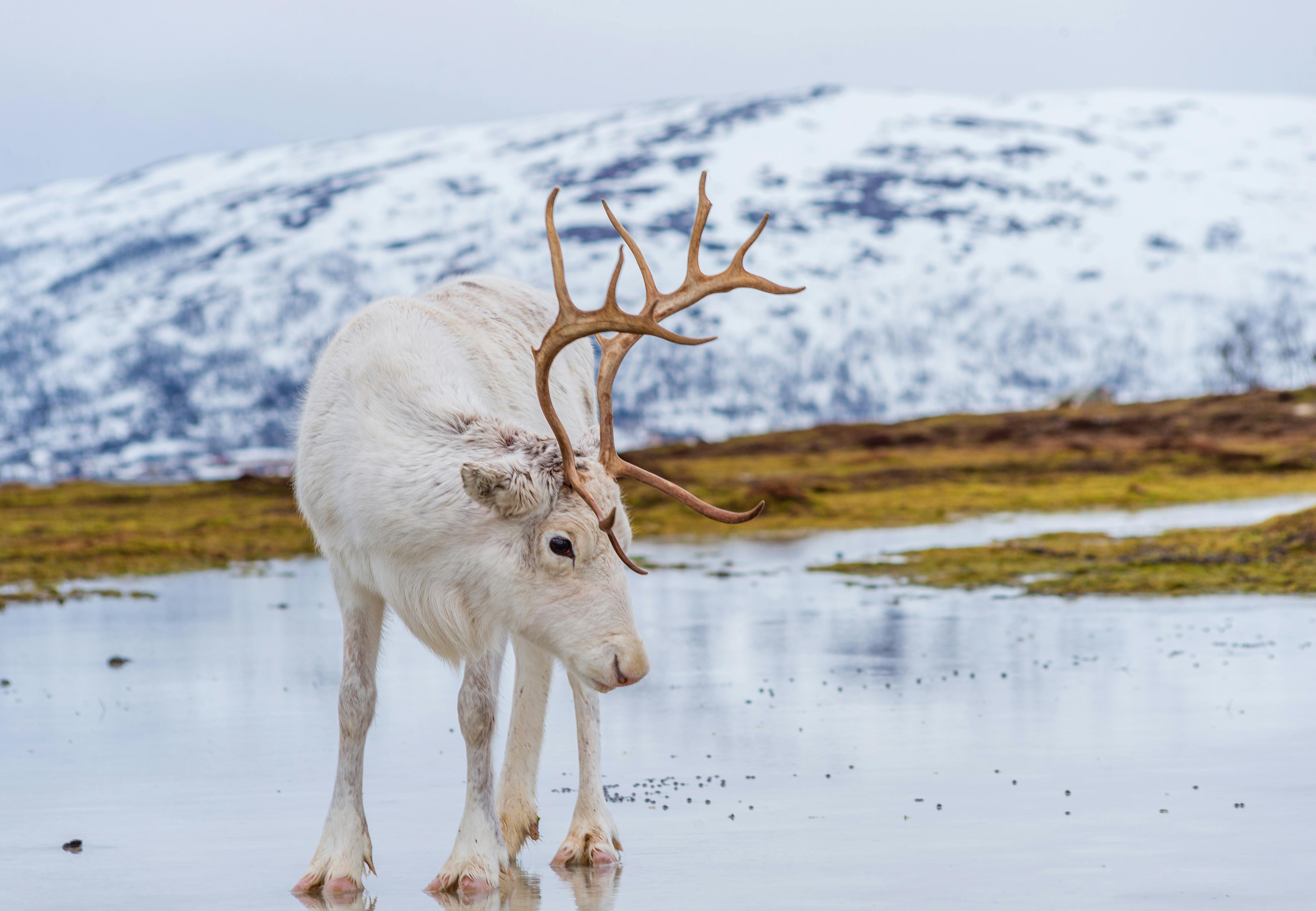 Renar i vattendrag med berg i bakgrunden