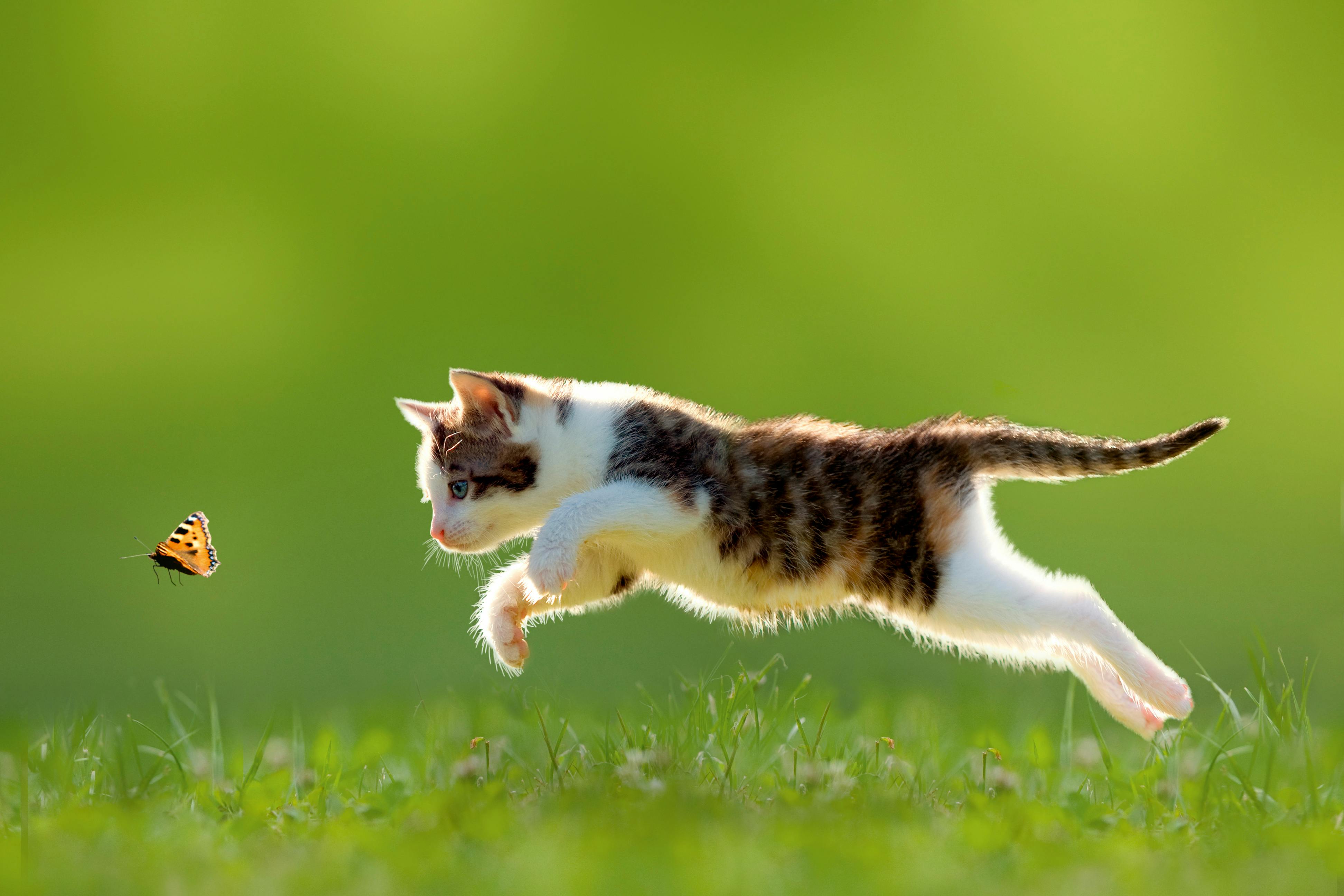 På jakt Katt etter sommerfugl