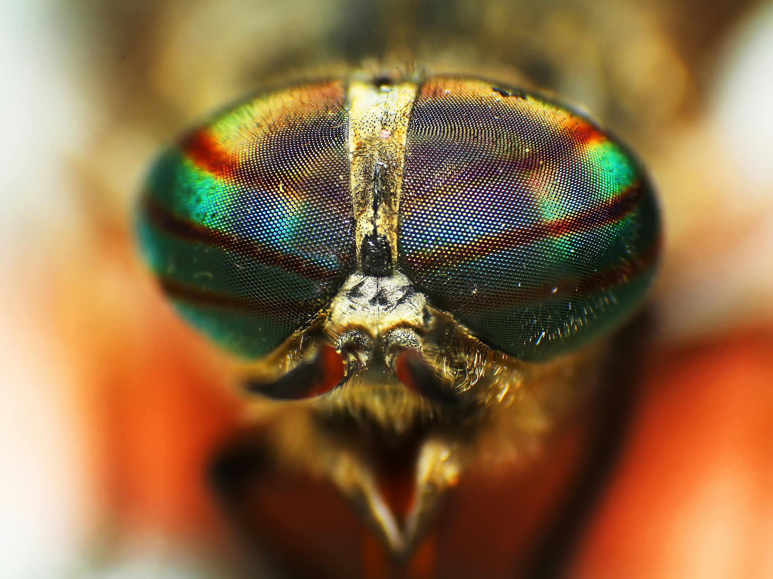 Makrofotografi av fluer