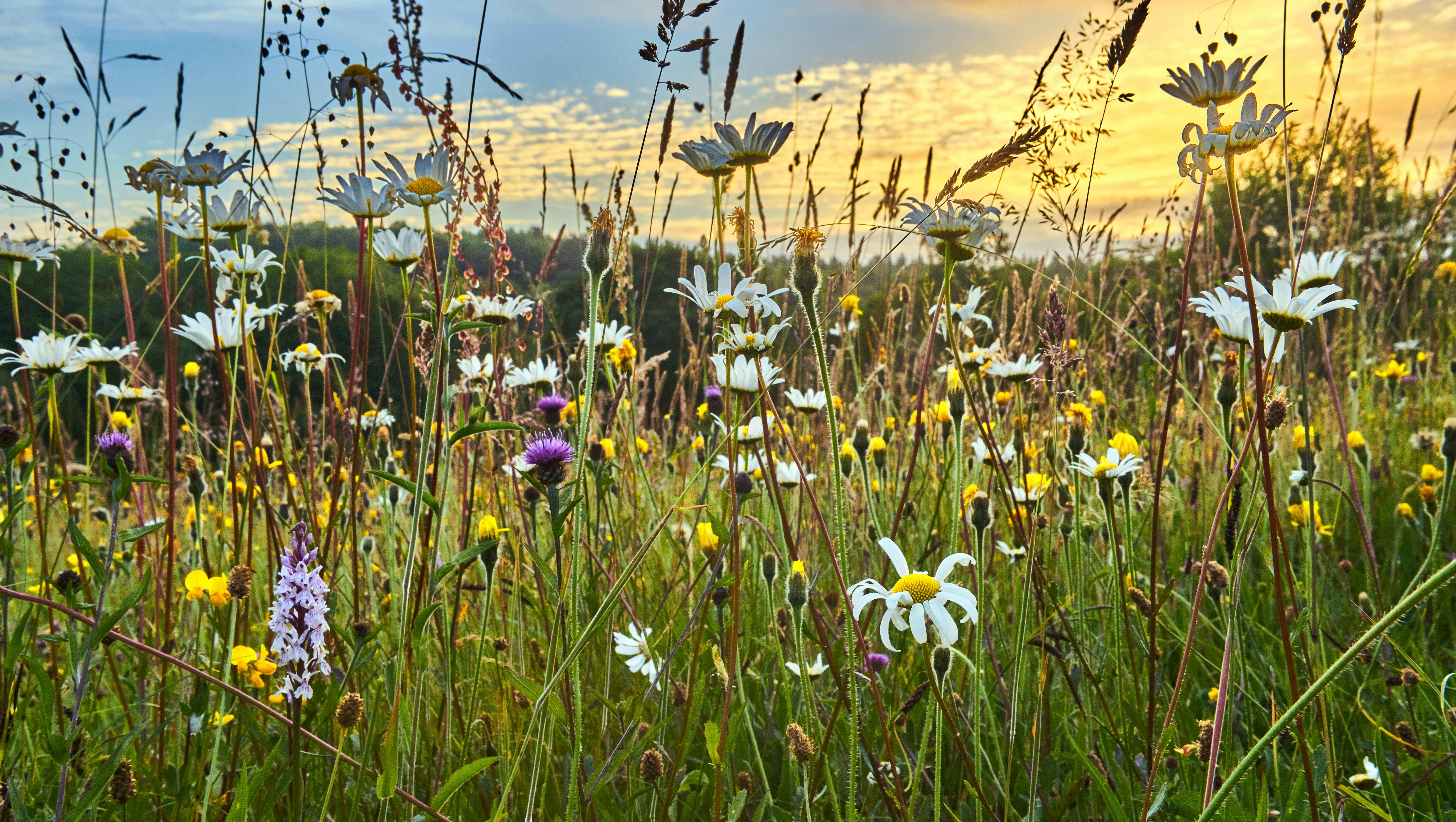 Blomsteräng