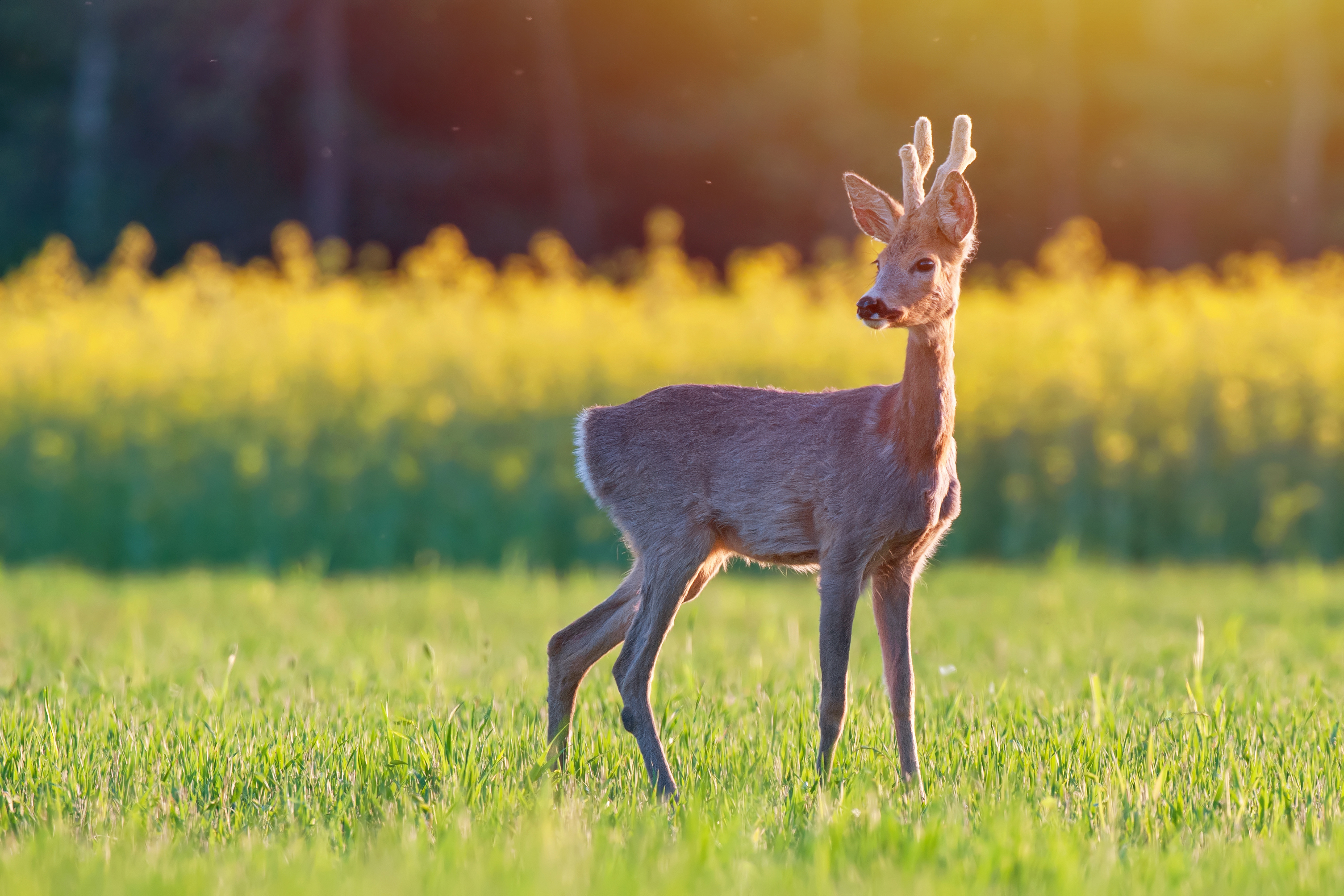 Slik kommer du tett på dyrene med kameraet ditt | Digital-foto.no