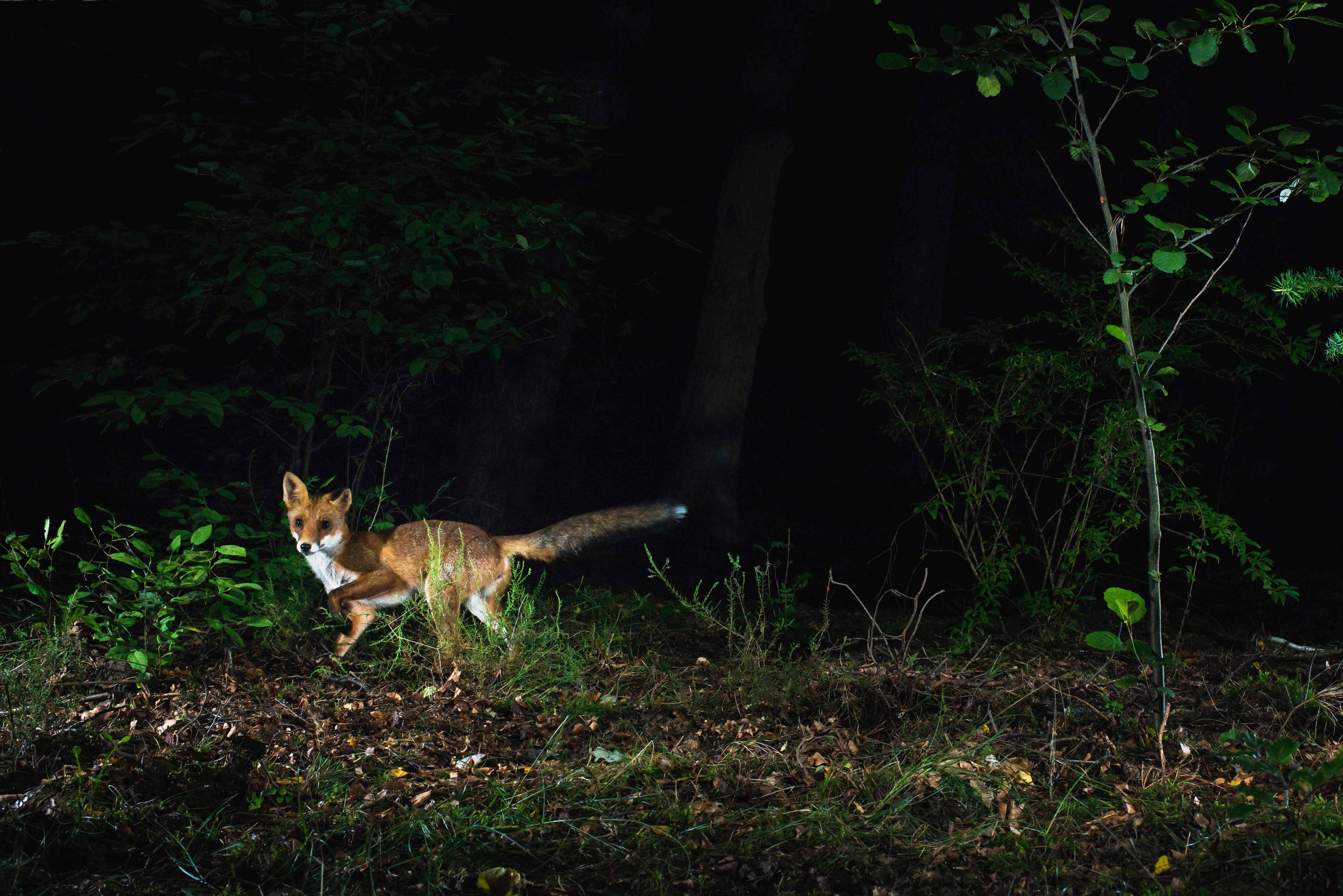 Затаивание лисицы в укромном месте перед нападением. Лиса ночью в лесу. Ночные животные. Ночной образ жизни животных.