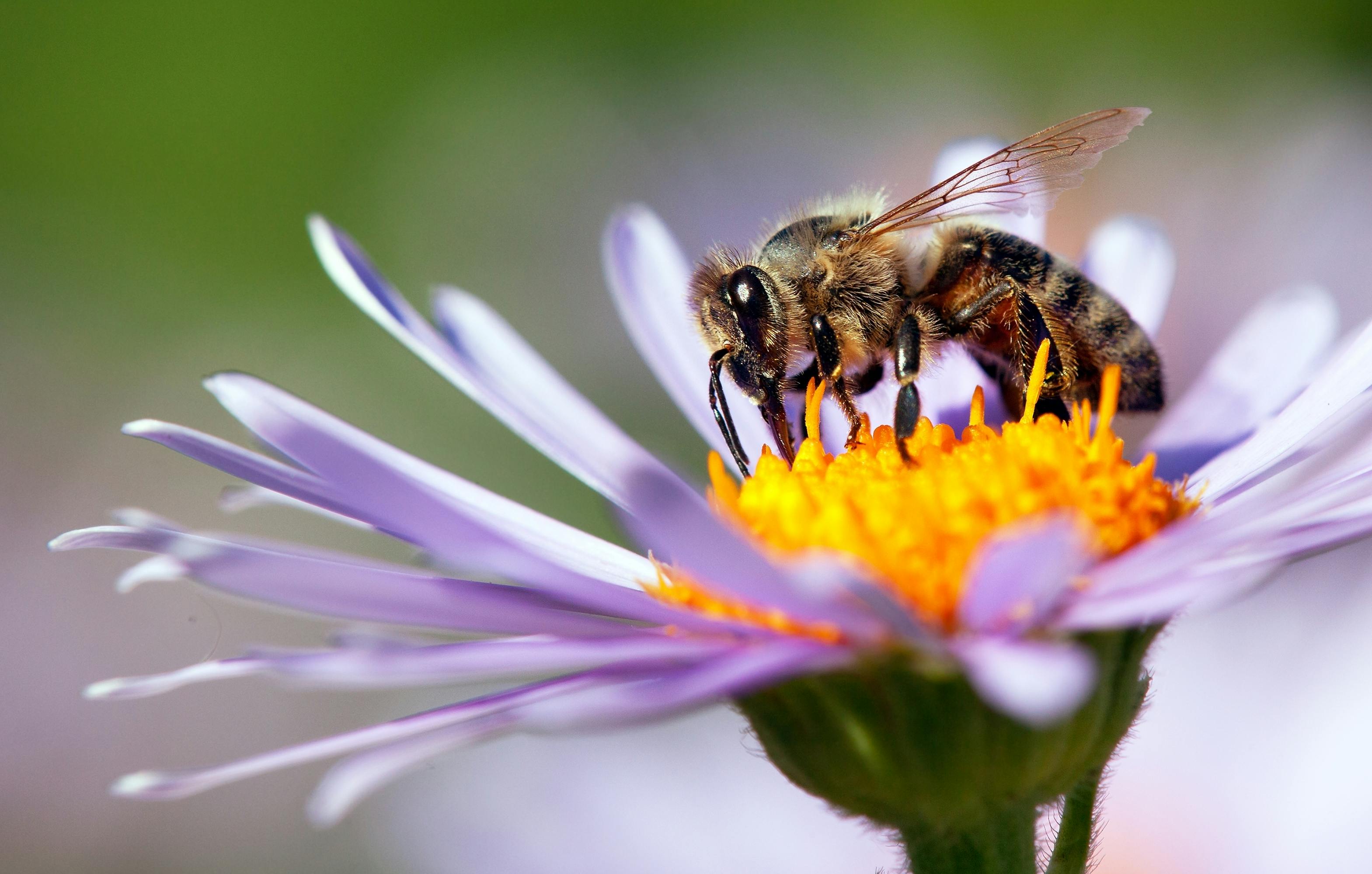 Bie suger nektar fra blomst