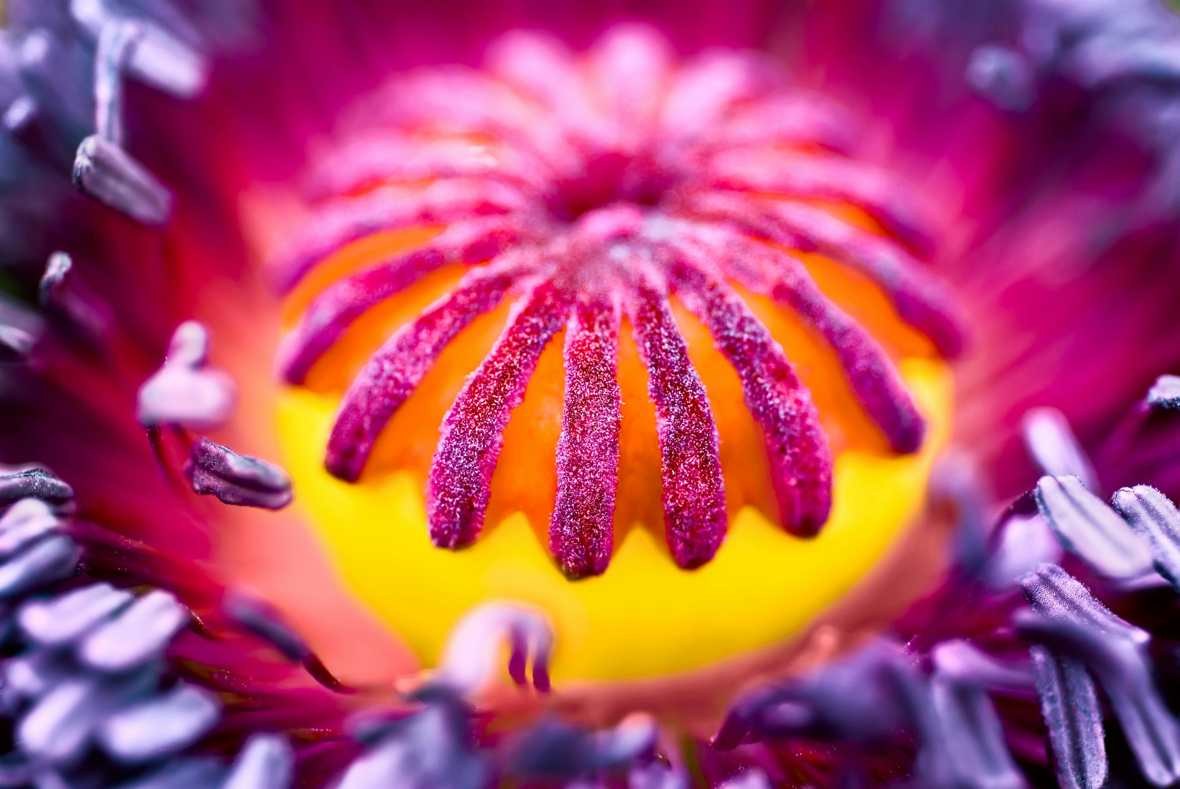 Makrofotografi av blomst