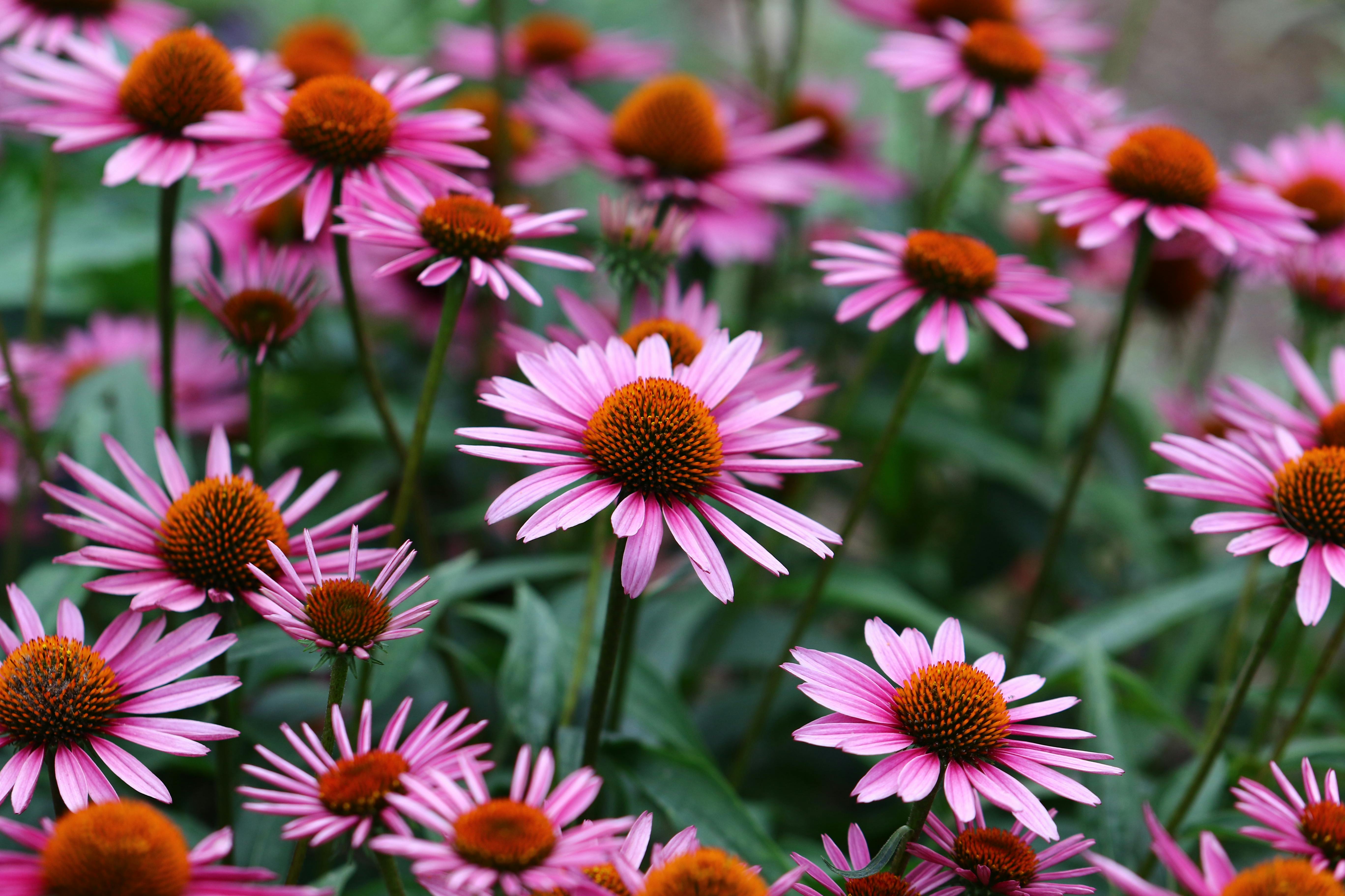 Blomstereng med myk bakgrunn