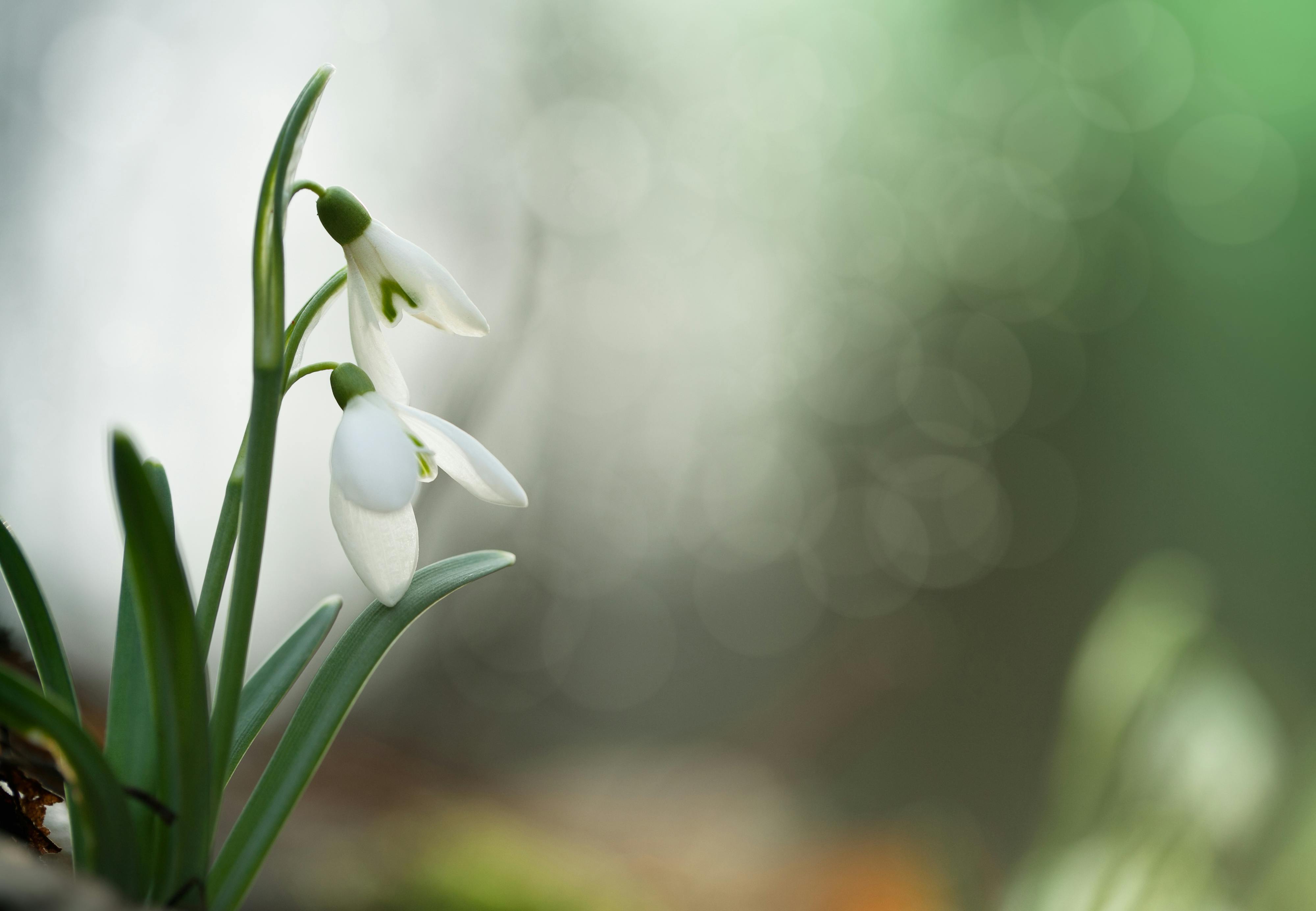 Det ska du fotografera i vår Det ska du fotografera i vår