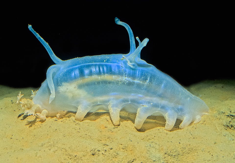Zeevarken