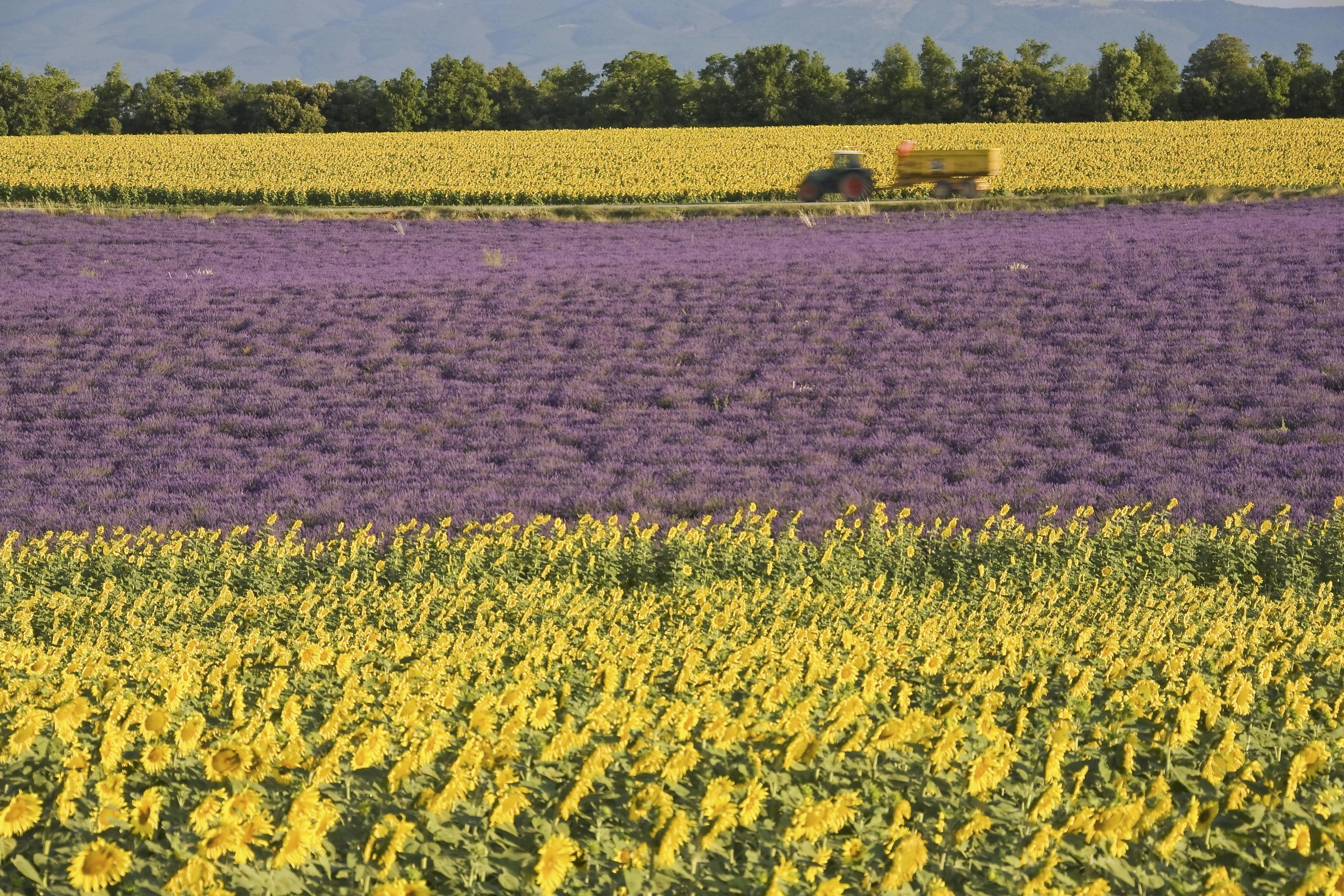 Gascogne er kendt for bølgende lavendel- og solsikkemarker. Bare betagende. Lavendel- og solsikkemarker i Gascogne