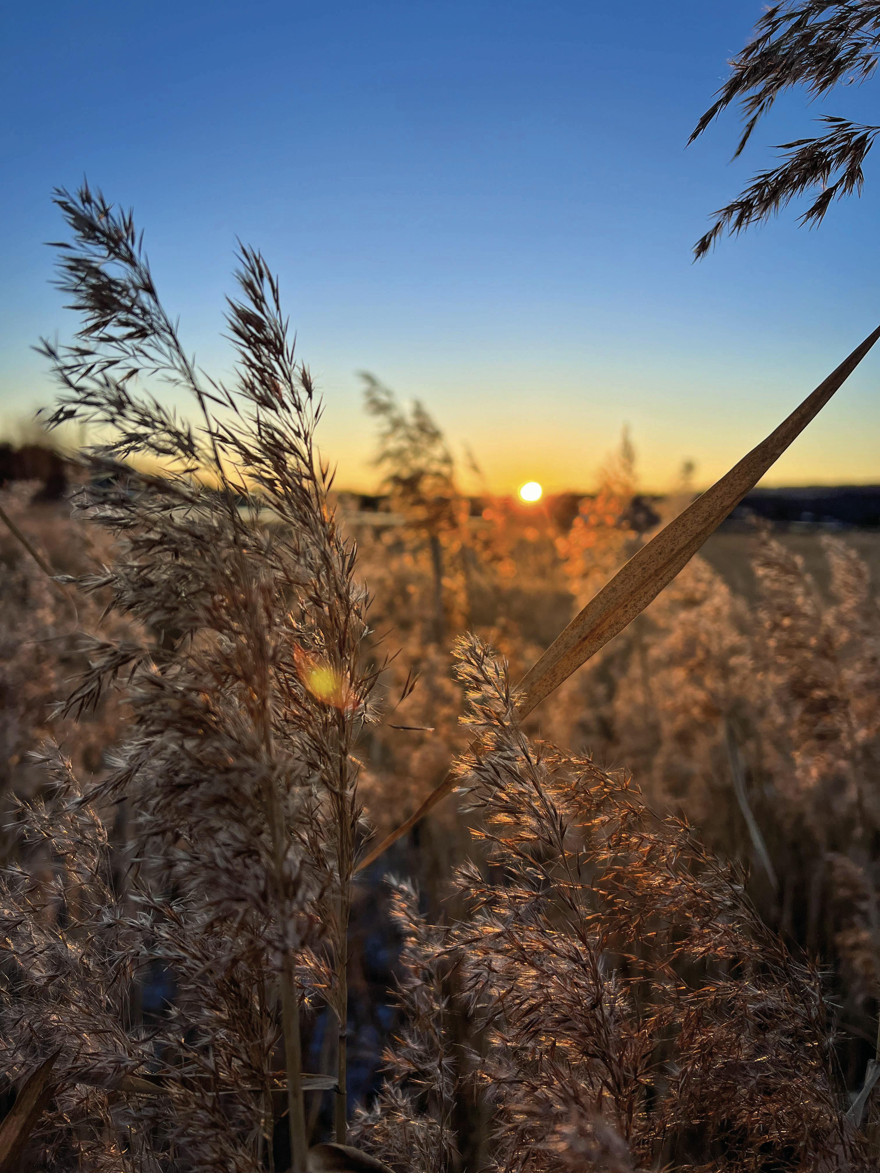 solnedgang