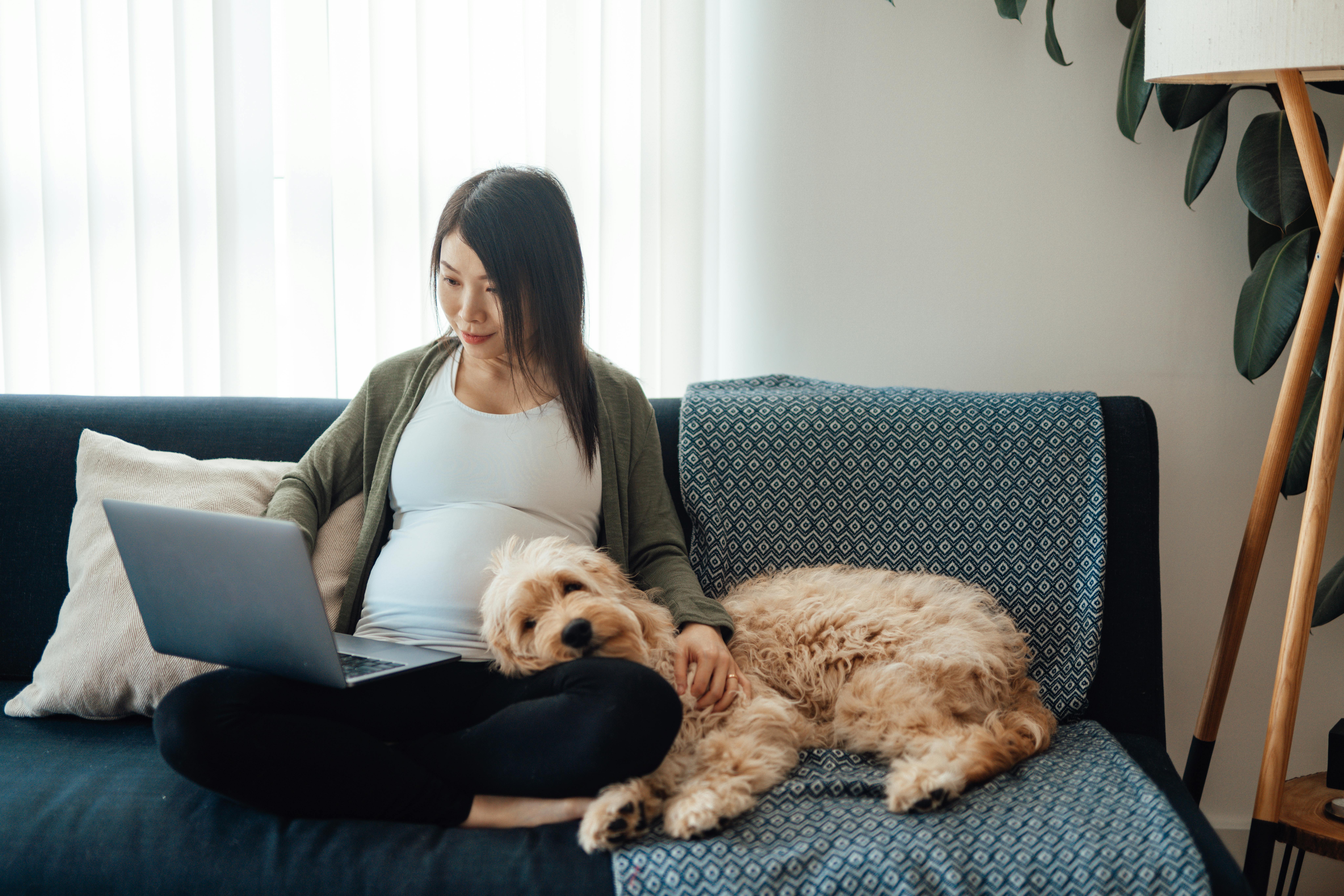 Din krop er ved at forberede sig til fødslen her i uge 33 af din graviditet. Kvinde, som er gravid i uge 33, sidder på sofaen med sin hund og computer