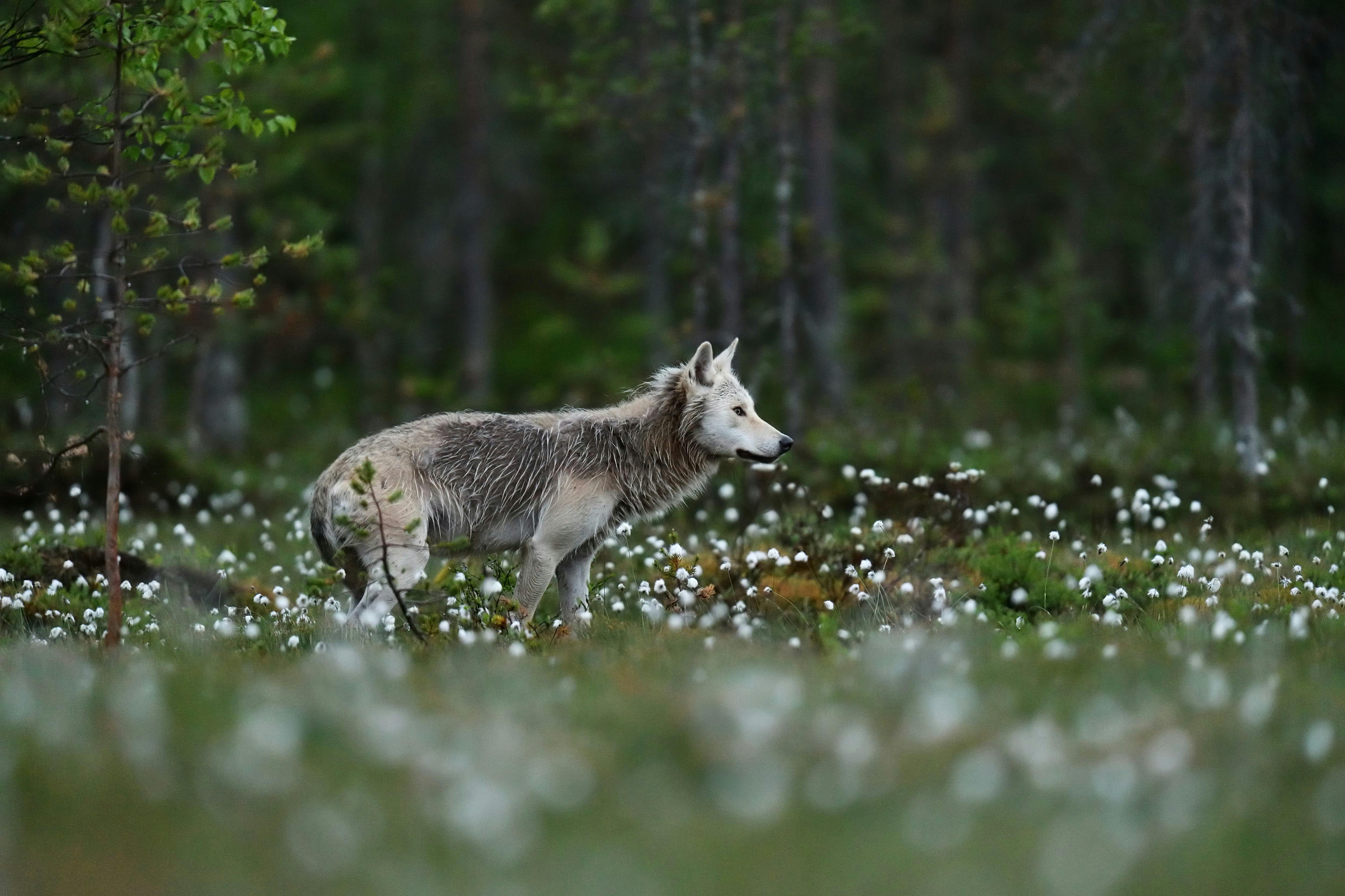 Bild av varg i nordiskt landskap