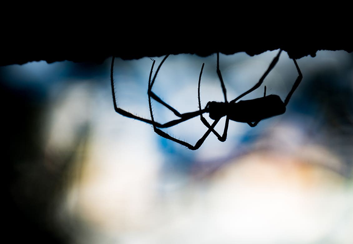 fysiker broderi Brug for Angst for edderkopper | 14 ting, du kender, hvis du er bange for edderkopper  | Woman.dk