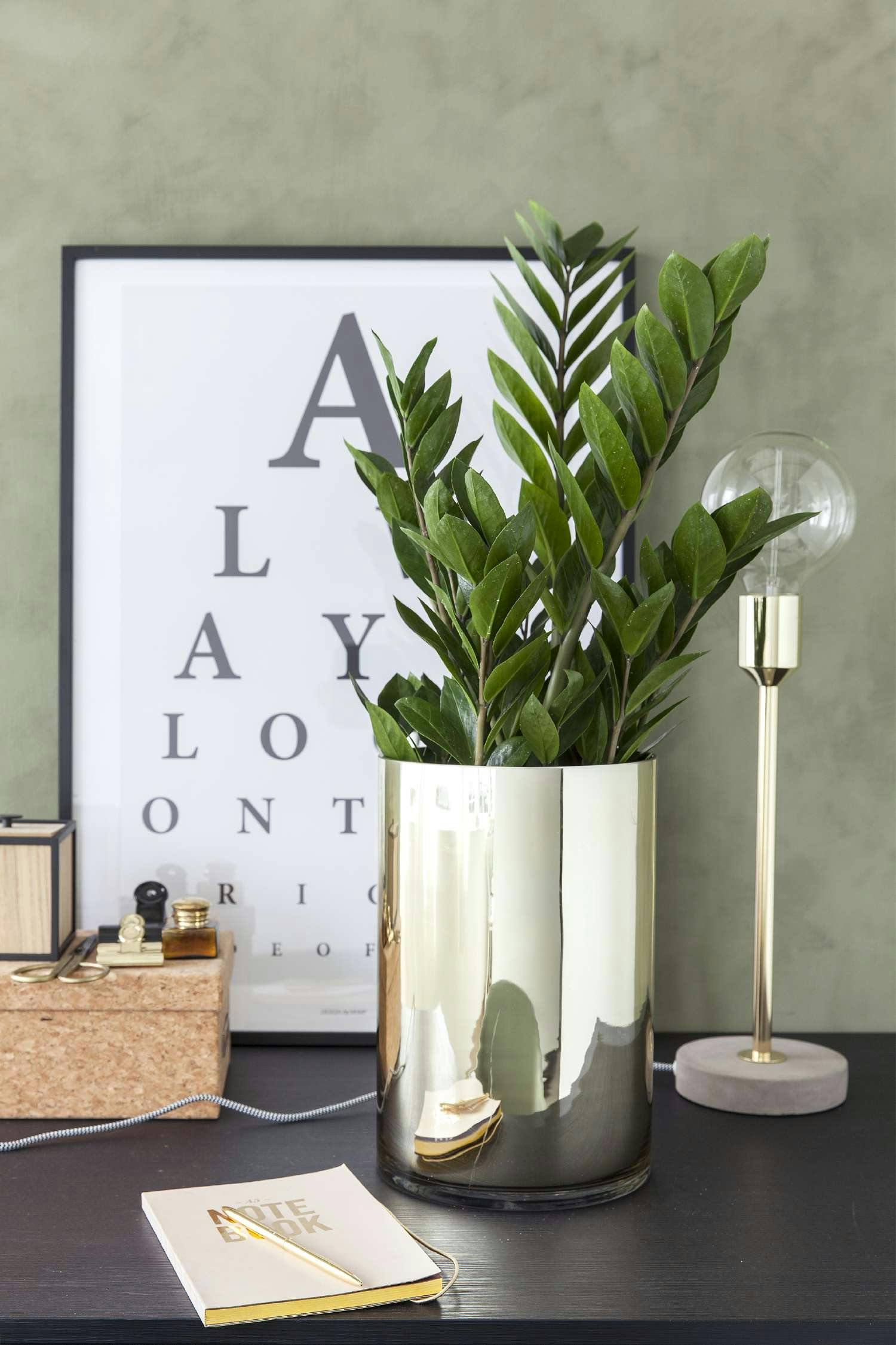 Zamioculcas