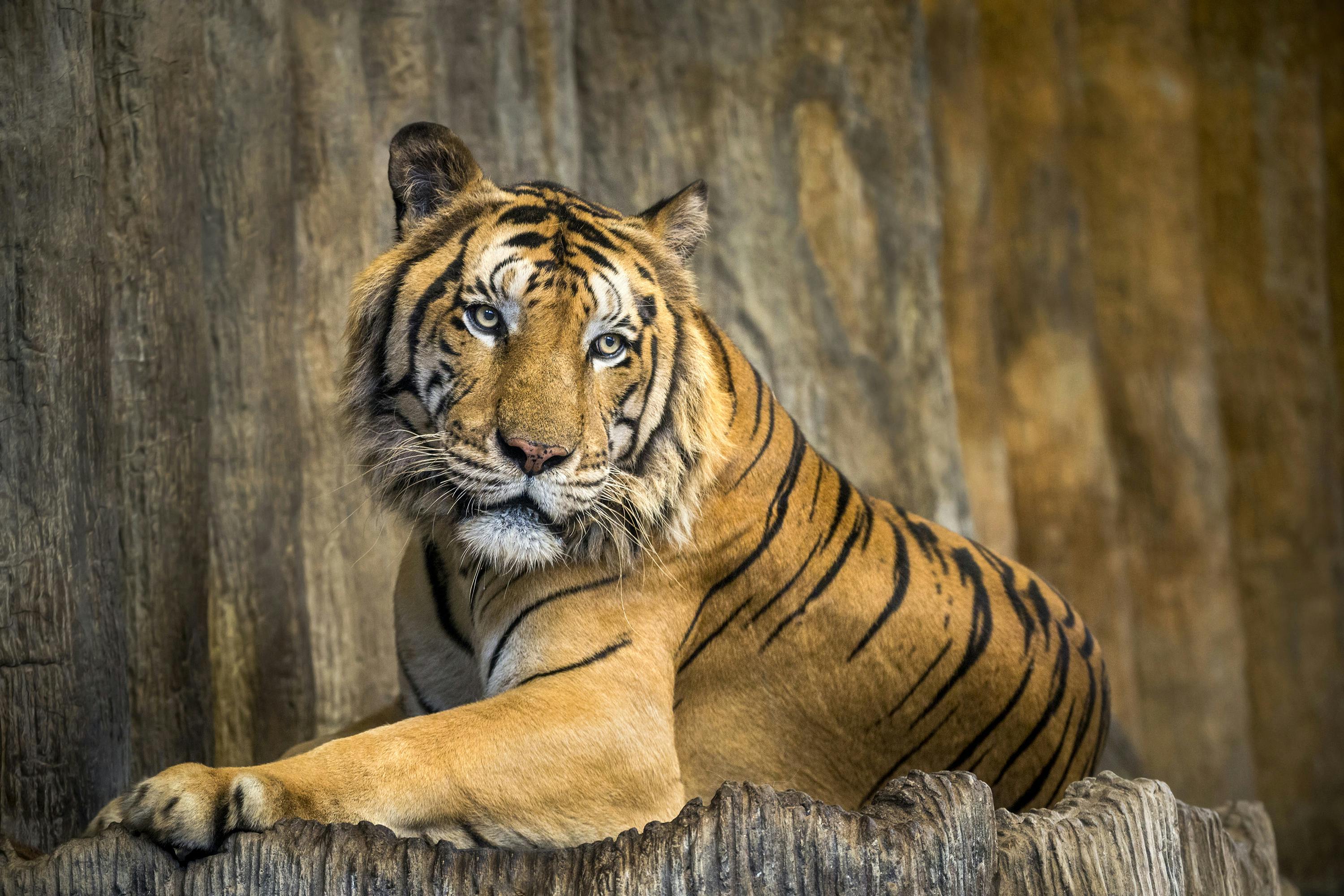 Billede af tiger i zoologisk have